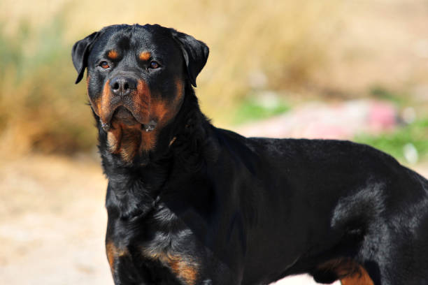 Cucciolo Rottweiler