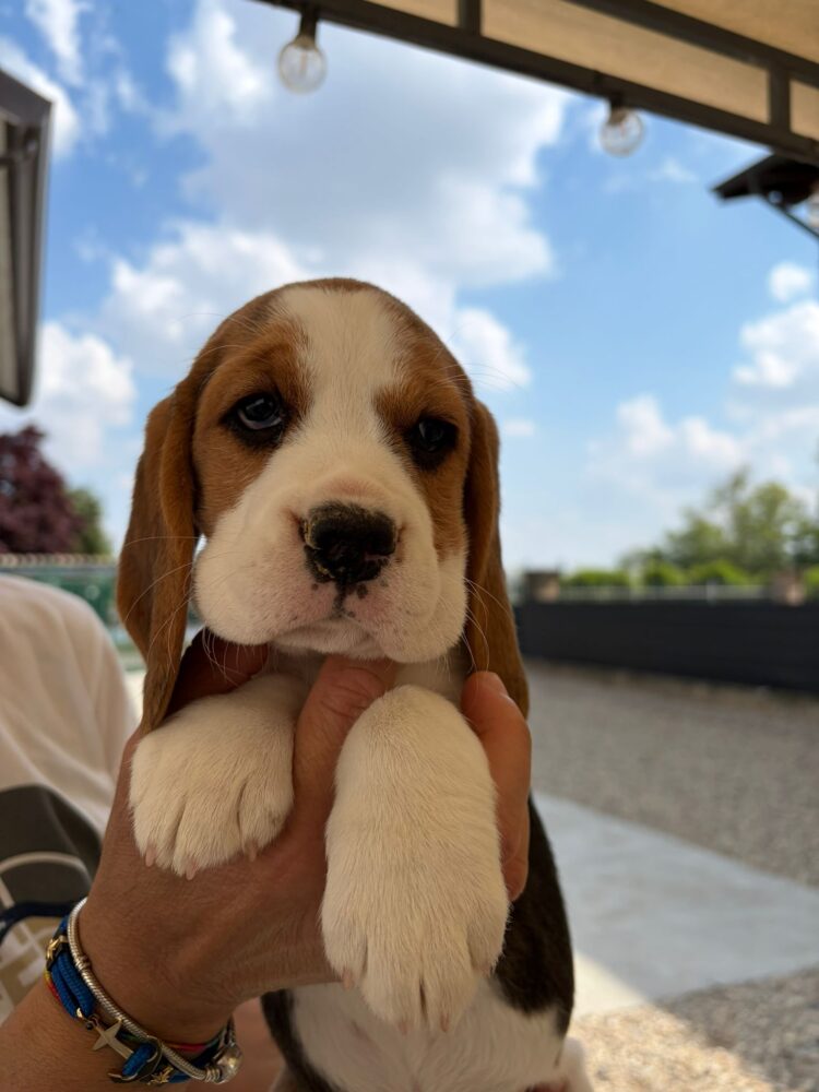 Cucciolo Beagle italiano - allevamento cucciolata estate 2026 Lombardia