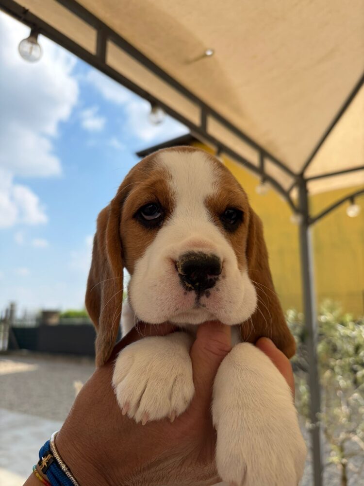 Cucciolo Beagle italiano - allevamento cucciolata estate 2026 Lombardia