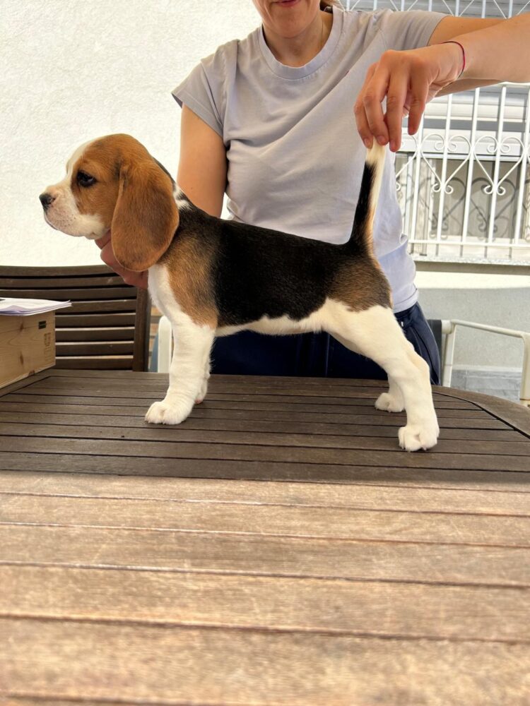 Cucciolo Beagle italiano - allevamento cucciolata estate 2026 Lombardia