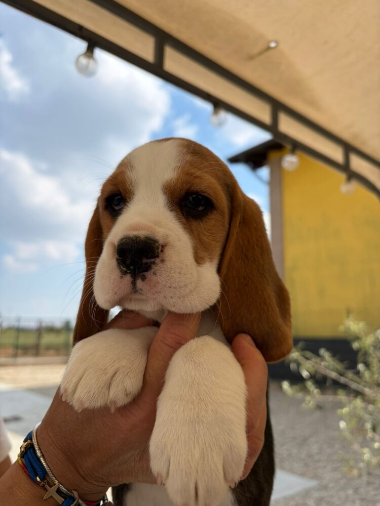 Cucciolo Beagle italiano - allevamento cucciolata estate 2026 Lombardia