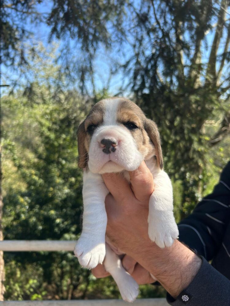 Cucciolo Beagle italiano - allevamento cucciolata estate 2026 Lombardia
