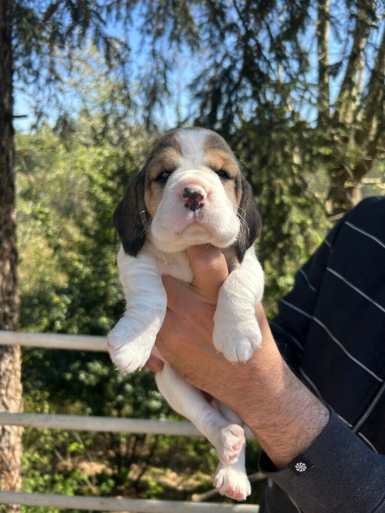 Cucciolo Beagle italiano - allevamento cucciolata estate 2026 Lombardia