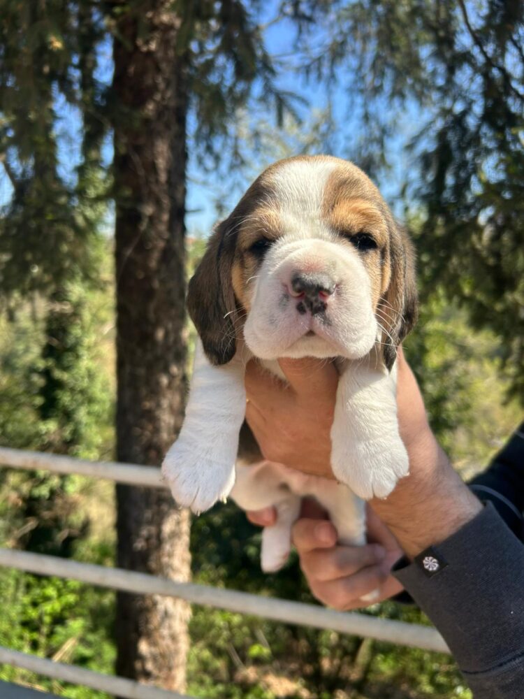 Cucciolo Beagle italiano - allevamento cucciolata estate 2026 Lombardia