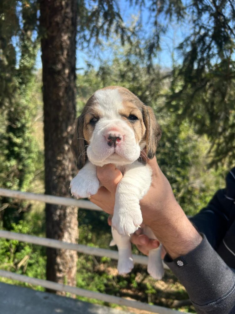 Cucciolo Beagle italiano - allevamento cucciolata estate 2026 Lombardia