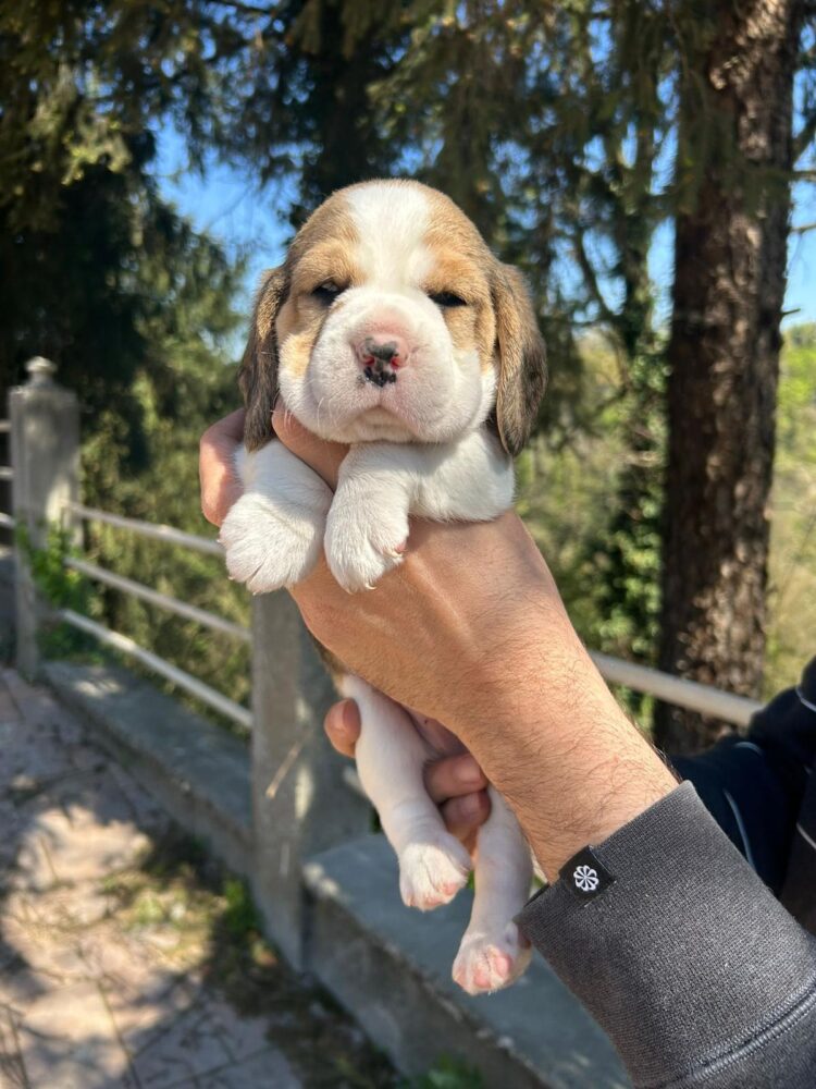 Cucciolo Beagle italiano - allevamento cucciolata estate 2026 Lombardia