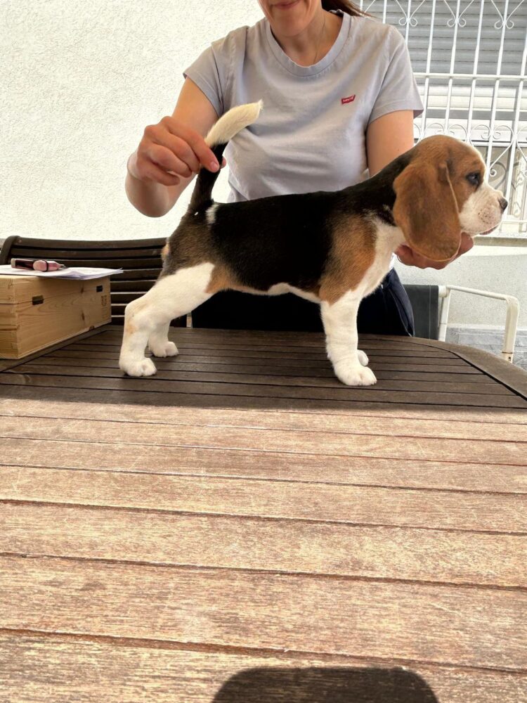 Cucciolo Beagle italiano - allevamento cucciolata estate 2026 Lombardia