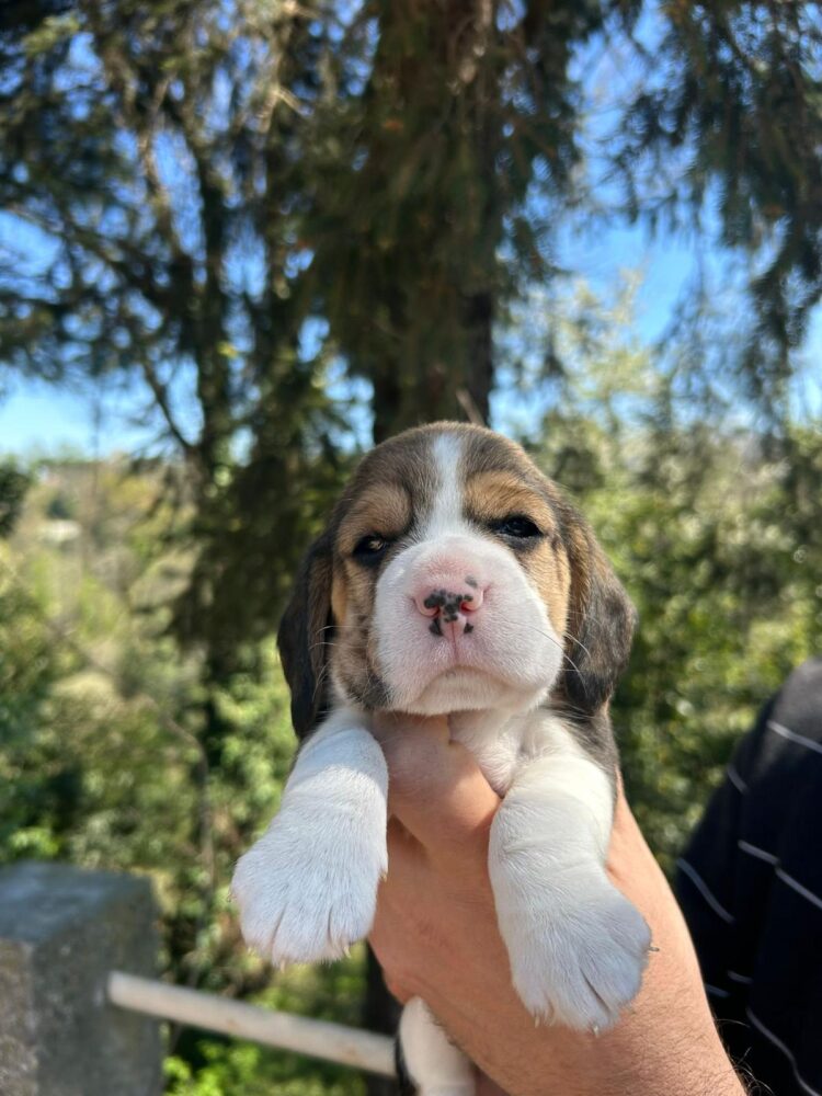 Cucciolo Beagle